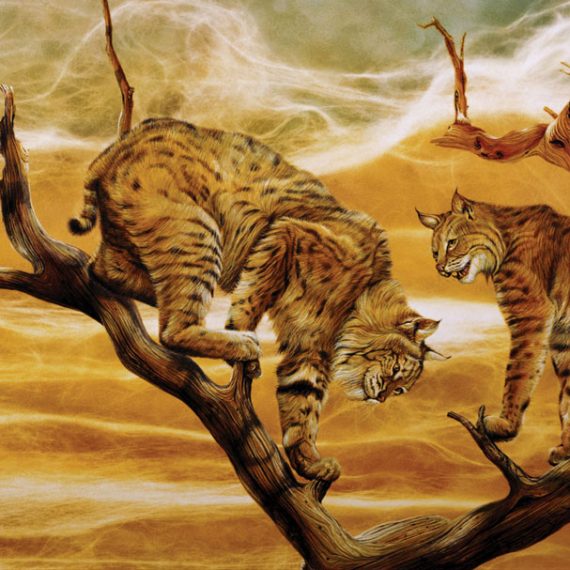 570x570 Wildcat Bronze University Mascot Monument Sculpture - Wildcat Painting