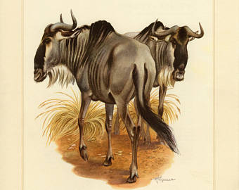 340x270 Wildebeest Print Etsy - Wildebeest Painting