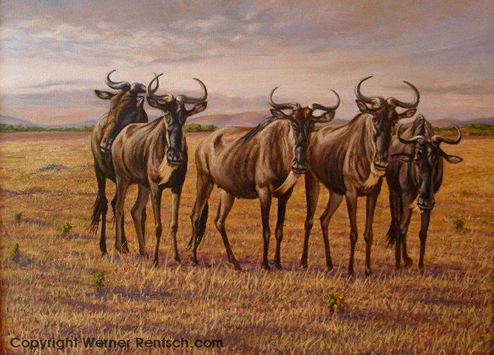 714x514 Wildlife Artist Werner Rentsch Wildlife Art Artists - Wildebeest Painting