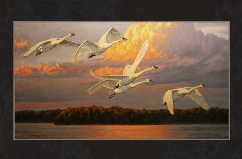 829x546 Bruce Miller Art Landscape Wildlife Original Paintings Oil - Wildlife Oil Painting