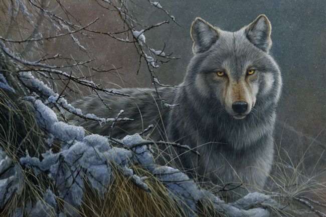 650x433 Wolf Jeremy Paul - Wildlife Painting Artists