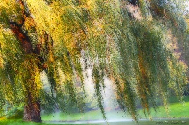 650x430 Weeping Willow Tree Meditation Wall Art Print By Carol F Austin - Willow Tree Painting