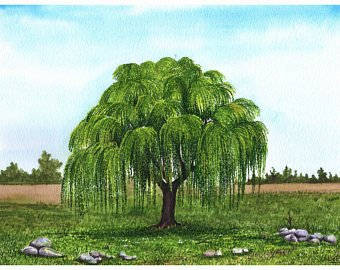 340x270 Willow Tree Painting Etsy - Willow Tree Painting