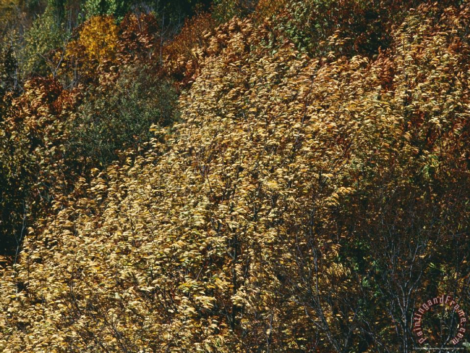 960x720 Raymond Gehman Wild Cherry Tree Leaves Blowing In The Wind - Wind Blowing Painting