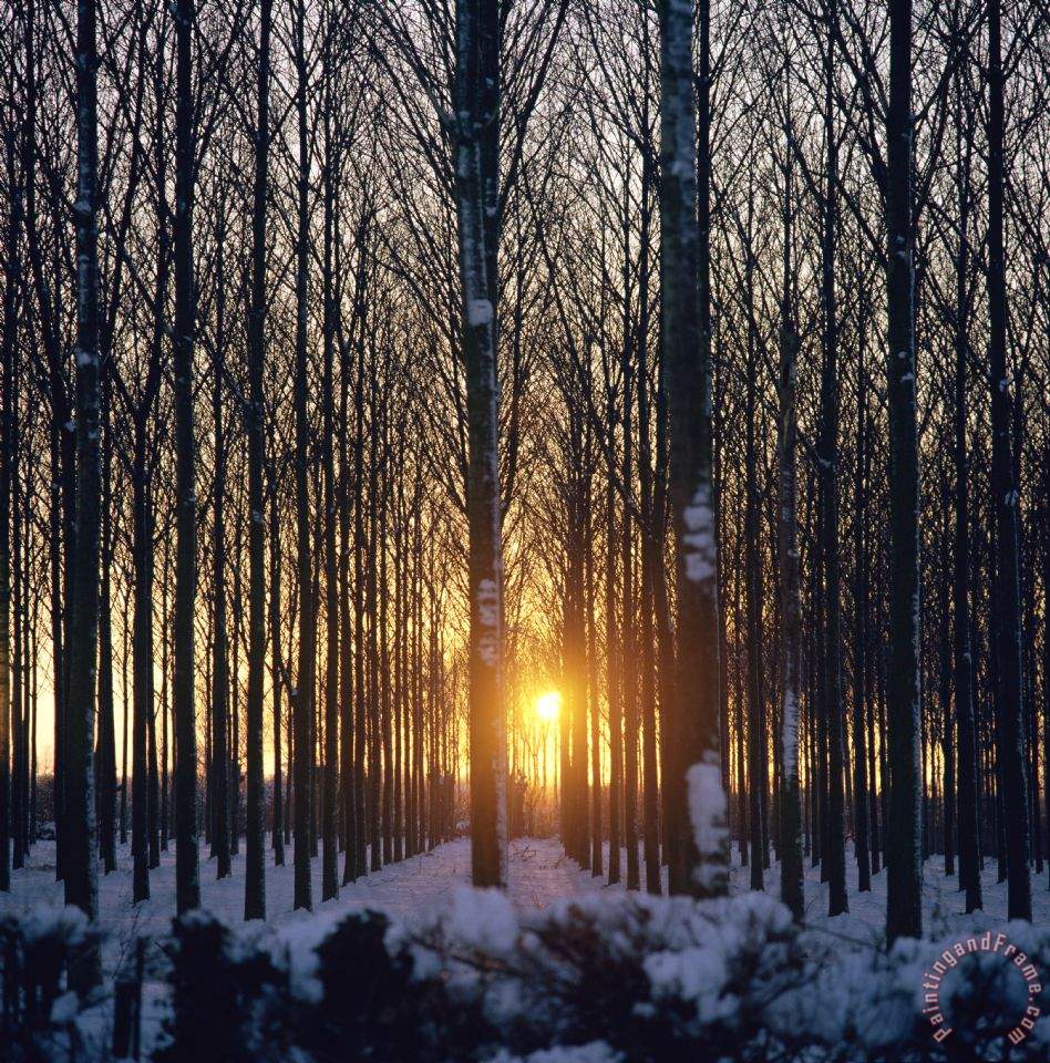 948x960 Robert Hallmann Winter Sunset Through The Trees Painting - Winter Sunset Painting
