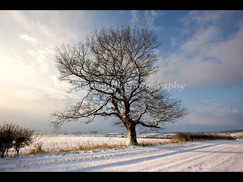 480x360 93 Painting Winter Trees New 2017 Michael James Smith - Winter Tree Painting