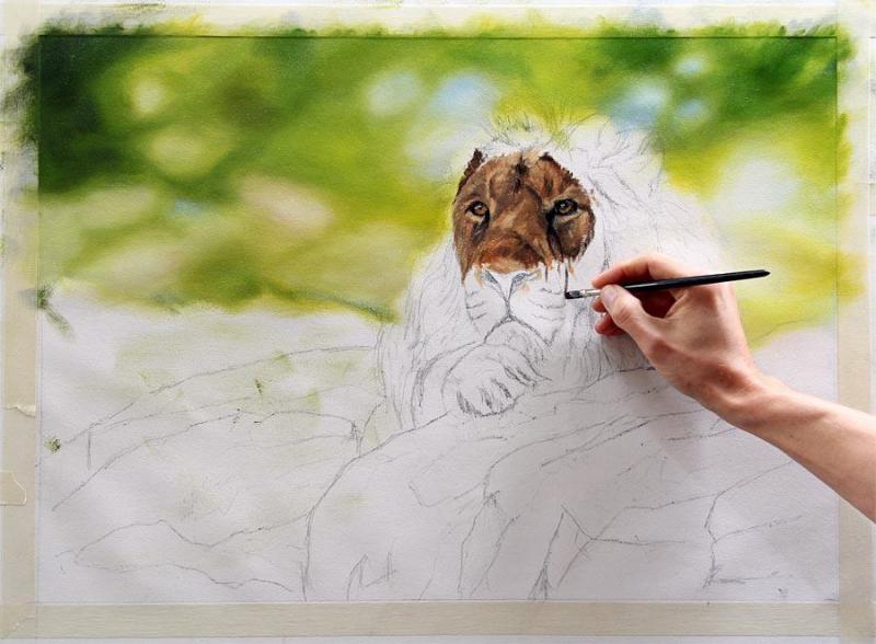 800x588 Lion Painting - Wip Painting