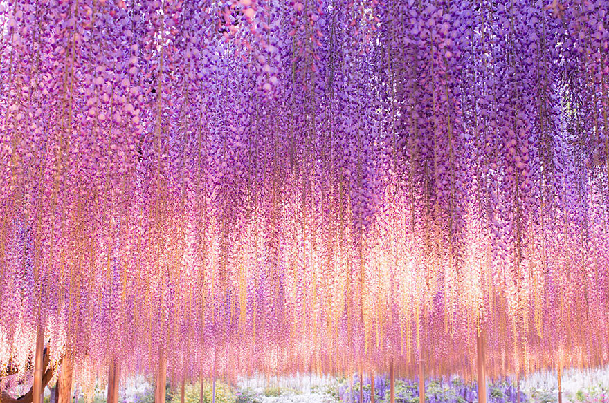 880x583 This 144 Year Old Wisteria In Japan Looks Like A Pink Sky Bored - Wisteria Tree Painting