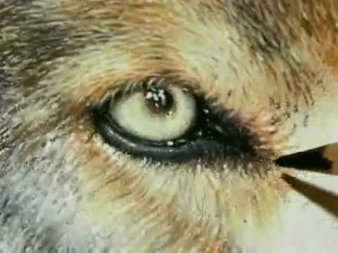 480x360 Painting A Day Demonstration - Wolf Eyes Painting