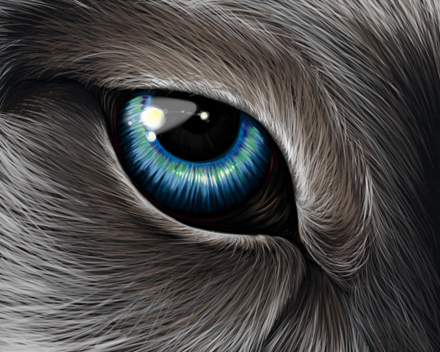 900x720 Wolf's Eye By Ehioe - Wolf Eyes Painting