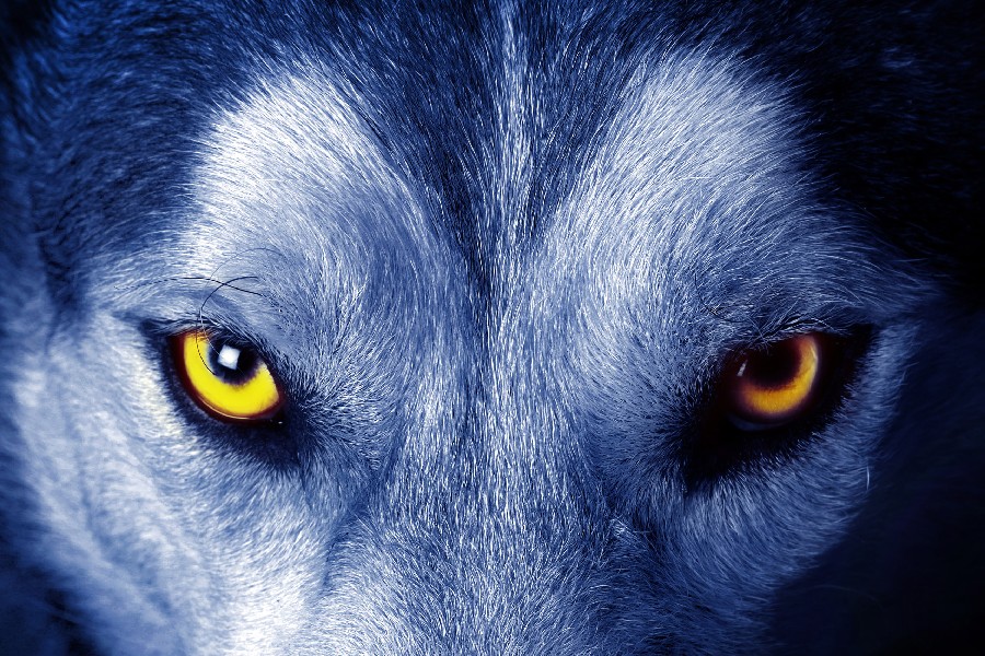 900x600 Wolf Eye Art Wall Poster Pictures Animal Printing Canvas Oil - Wolf Eyes Painting