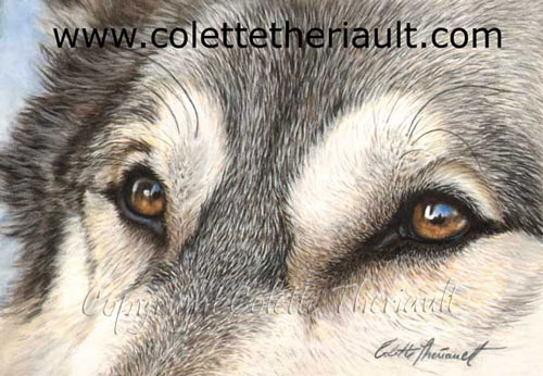 500x346 Wolf Eyes Painting Art In Pastel Wildlife Art By Canadian - Wolf Eyes Painting