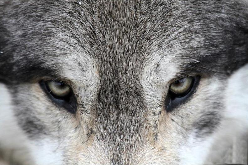791x527 Eyes Of The Wolf Square Diamond Painting - Wolf Eyes Painting