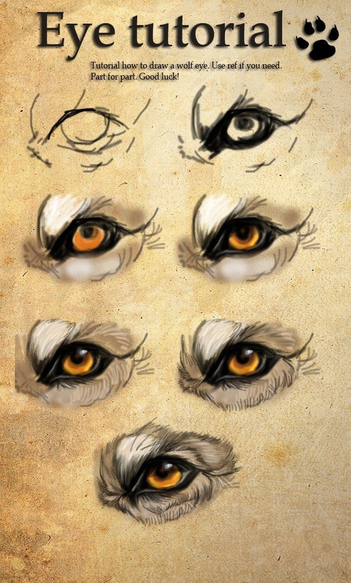 694x1151 Image Result For Wolf Eye Paint Wolf Eyes, Wolf - Wolf Eyes Painting