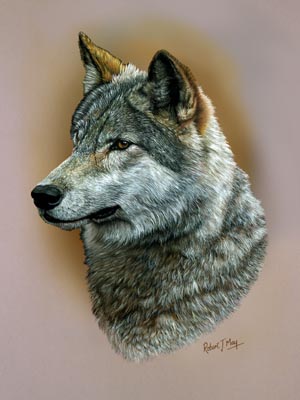 300x400 Original Wolf Head Study Painting - Wolf Head Painting