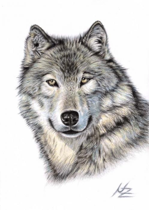 497x700 Wolf Head Drawing Looks Amazing As A Tattoo Hannah's Board Rs - Wolf Head Painting