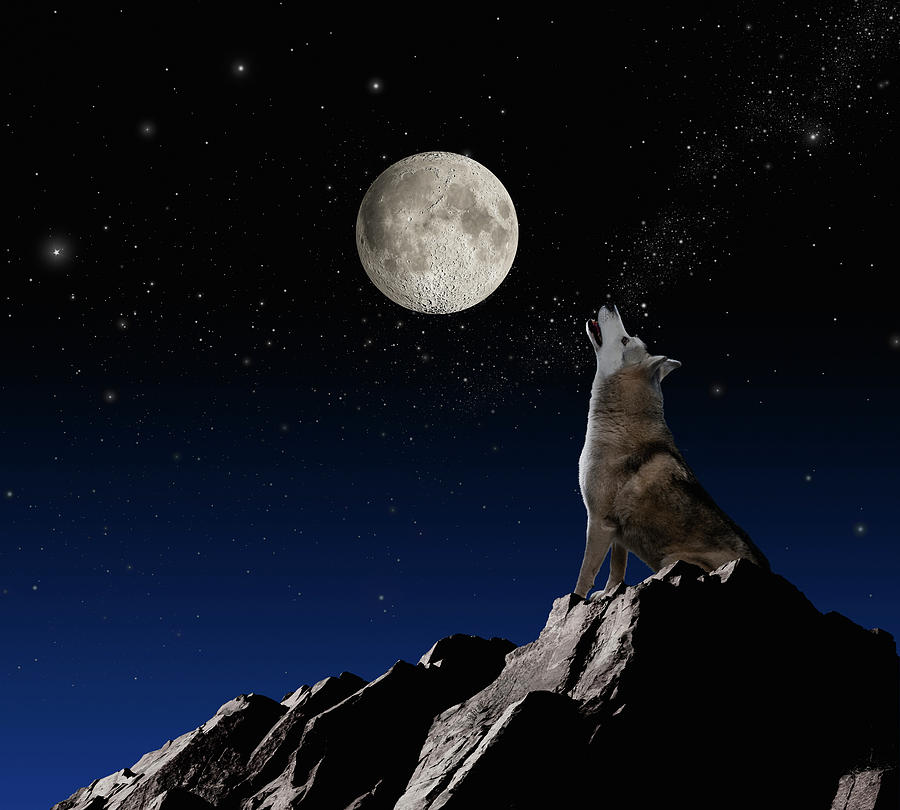 Wolf Howling At Moon Photograph By John Lund - Wolf Howling At The...