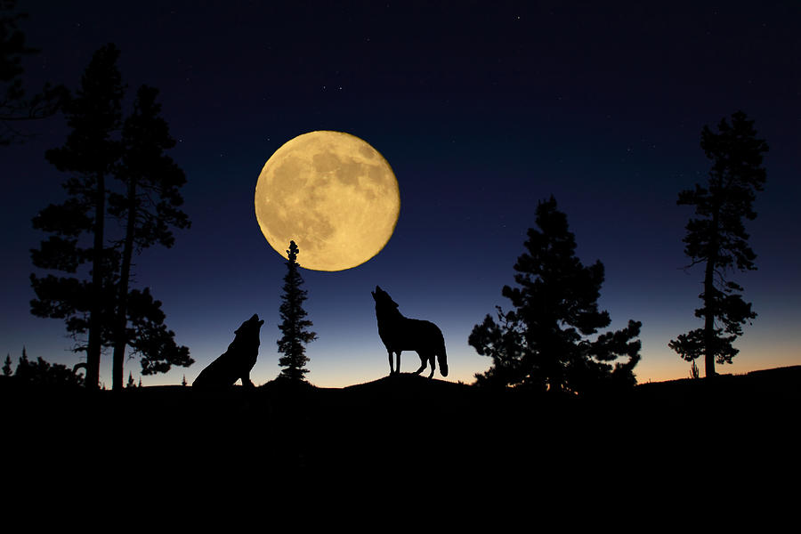 900x600 Howling At The Moon Photograph By Shane Bechler - Wolf Howling At The Moon Painting