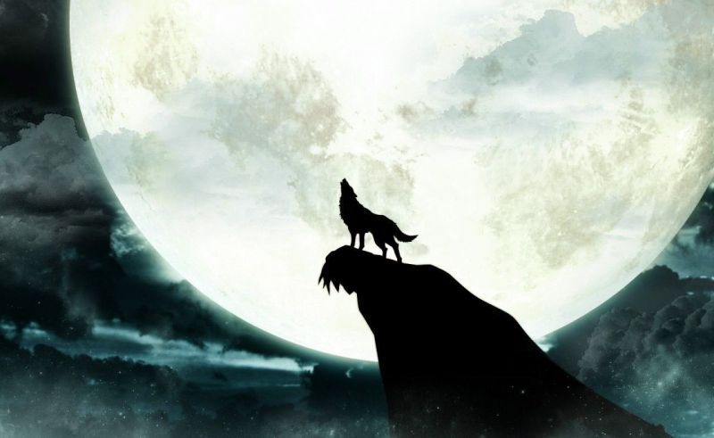 800x491 Howling Wolf Moon Wallpaper Wolves Wolf Moon, Wolf - Wolf Moon Painting