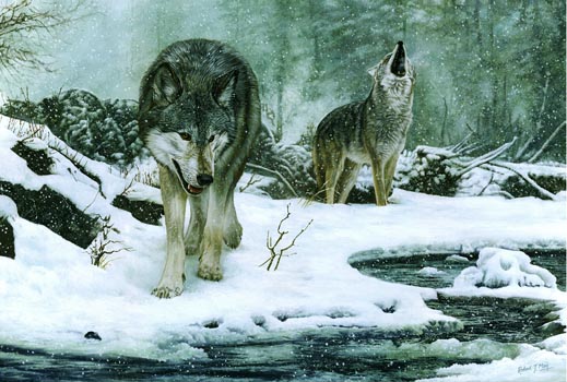 519x350 Original Wolf Painting - Wolf Painting