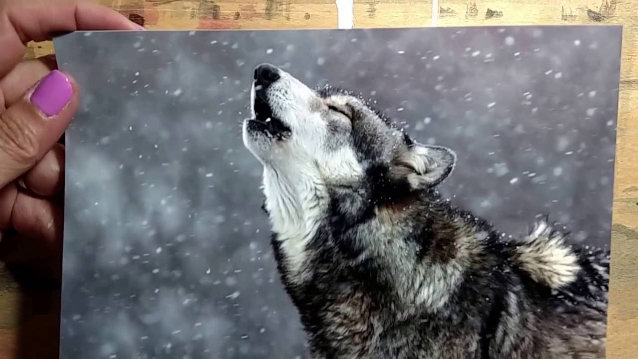 1280x720 Wolf Painting 1 - Wolf Painting