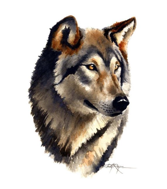 570x644 Wolf Portrait Watercolor Painting Art Print Signed By Artist Dj - Wolf Painting Watercolor
