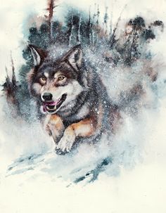 236x303 833 Best Art Loups , Peinture Images On Wildlife Art - Wolf Painting Watercolor