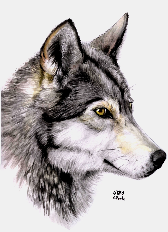700x963 Watercolor Wolf By Maniaadun - Wolf Painting Watercolor