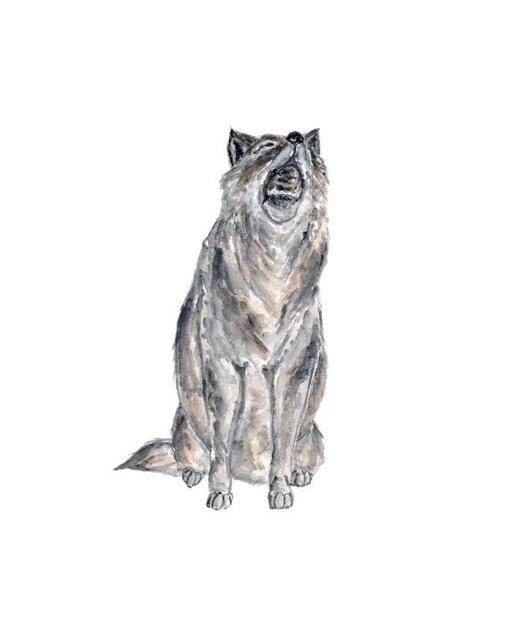 570x713 Wolf Art Wolf Painting Watercolor Painting Watercolor Wolf - Wolf Painting Watercolor