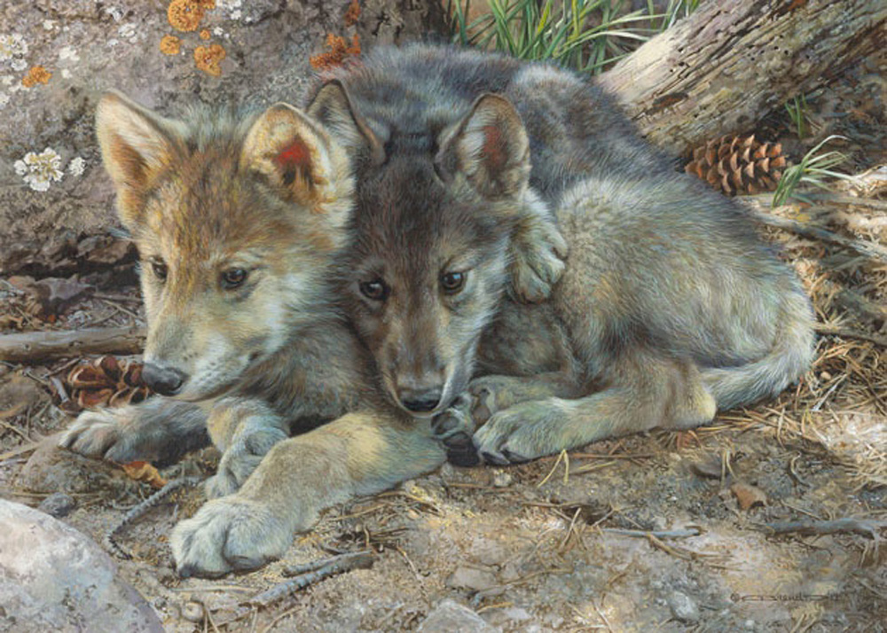 1000x714 Art Country Canada - Wolf Pup Painting