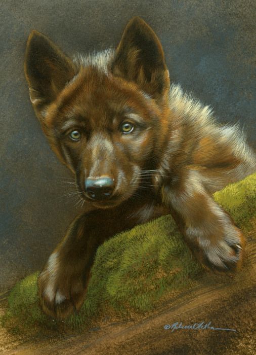 506x700 Curious Pause - Wolf Pup Painting