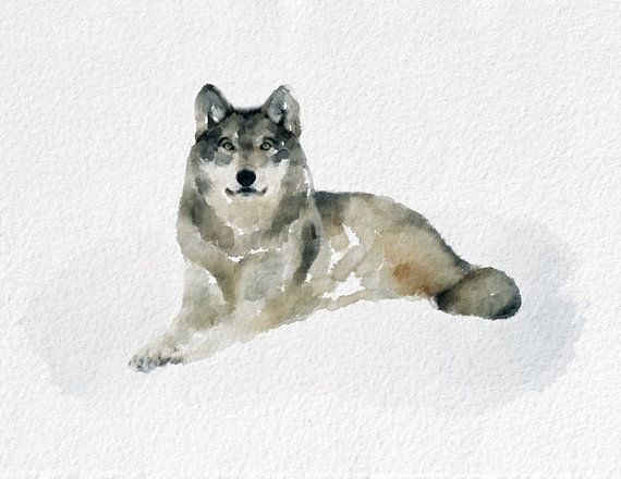570x440 Pin By Amber Huffman On Watercolor Projects - Wolf Watercolor Painting