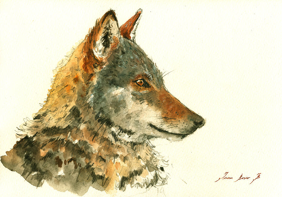 900x629 Wolf Watercolor Painting By Juan Bosco - Wolf Watercolor Painting