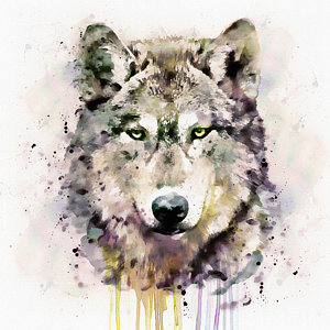 300x300 Wolf Watercolor Paintings Fine Art America - Wolf Watercolor Painting