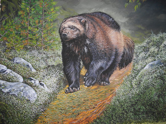 640x480 Jeff Cain Artwork Russian Wolverine Original Painting Other - Wolverine Animal Painting