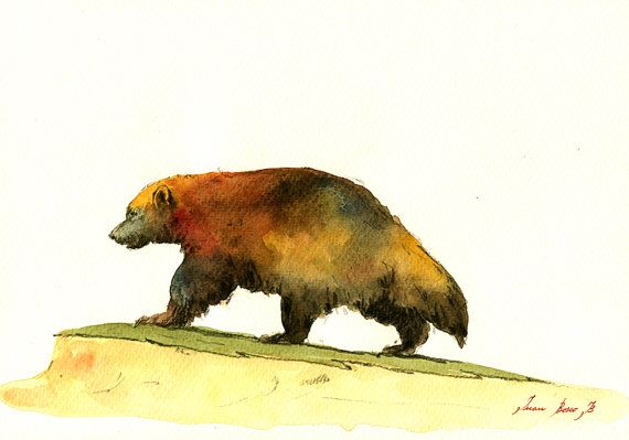 570x399 Original Wolverine Animal Painting Wolverine Watercolor Art Lover - Wolverine Animal Painting