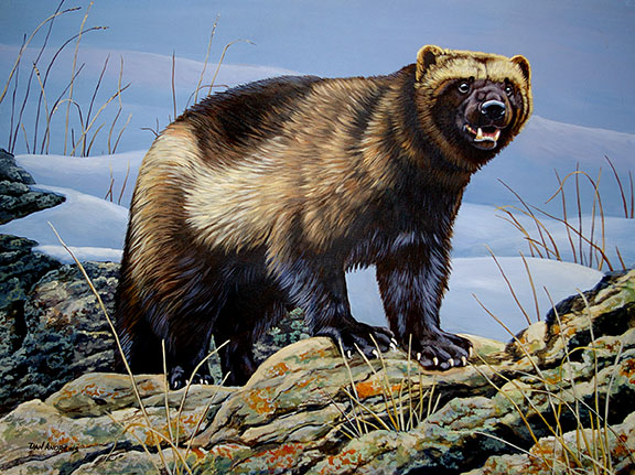 Wolverine Animal Painting at PaintingValley.com | Explore collection of ...