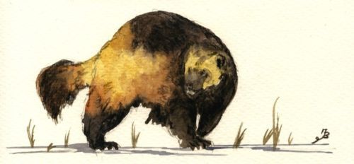 500x232 The 133 Best Animals - Wolverine Animal Painting