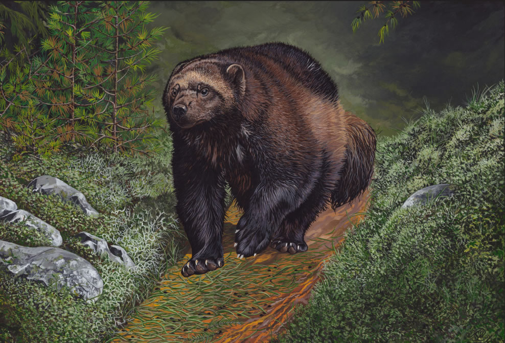 988x671 The Wolverine Foundation Gift Shop - Wolverine Animal Painting