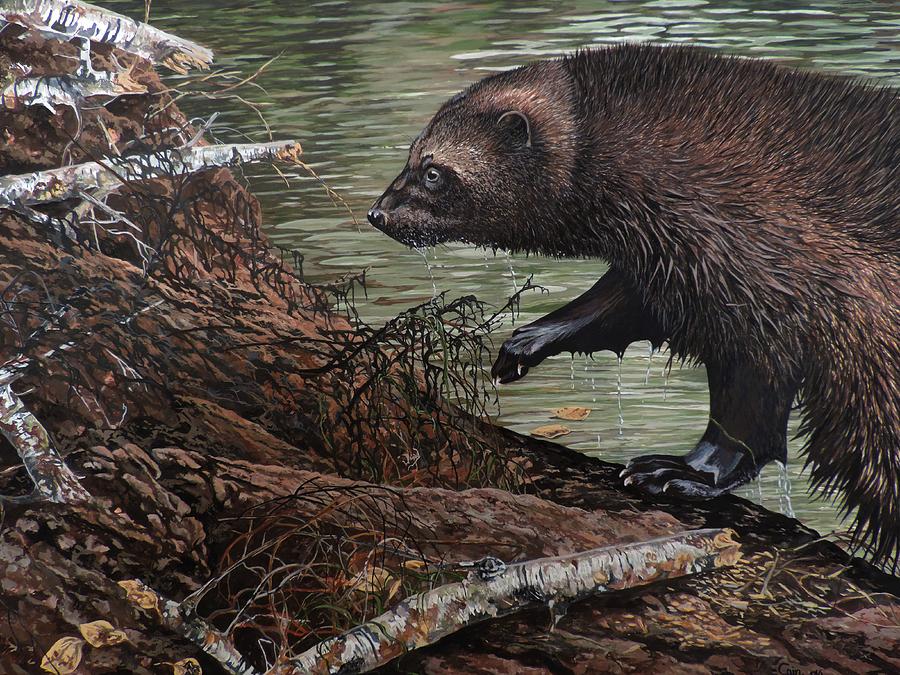 900x675 Beaver Hunt. Yukon Wolverine Painting By Jeff Cain - Wolverine Animal Painting