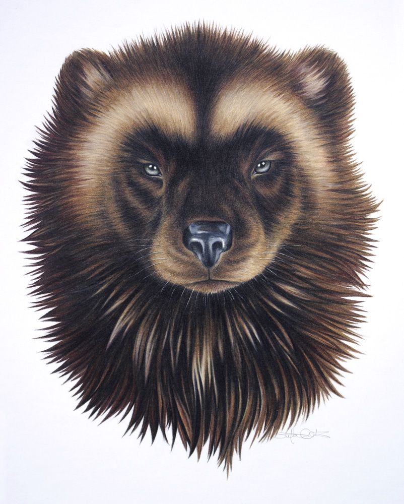 802x1000 Totem Animal The Wolverine Carries With It The Passion For Truth - Wolverine Animal Painting