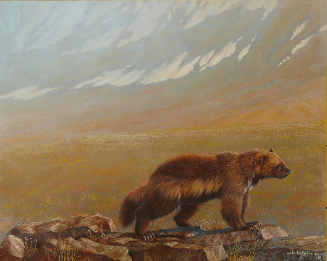 1059x846 Uradiance American Exceptionalism - Wolverine Animal Painting
