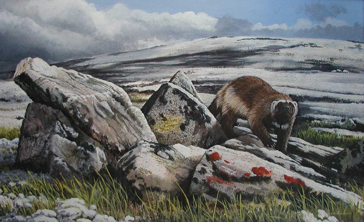 1200x733 Wildlife Art - Wolverine Animal Painting