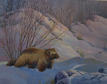 366x288 Wolverine - Wolverine Animal Painting