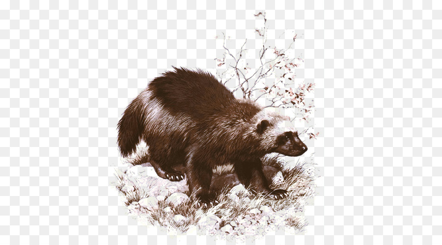 900x500 Wolverine Badger Painting Art Animal - Wolverine Animal Painting