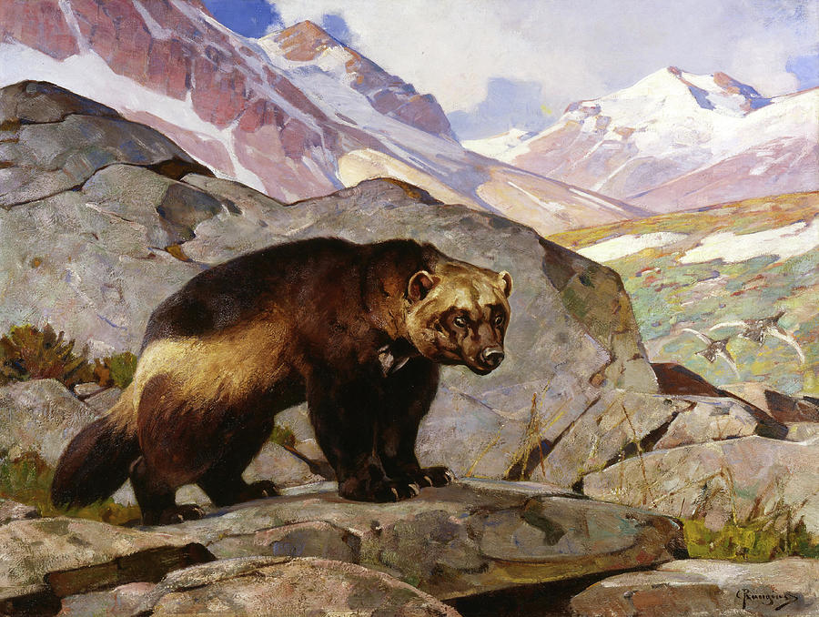 900x678 Wolverine In A Rocky Mountain Landscape, Alberta Painting By - Wolverine Animal Painting
