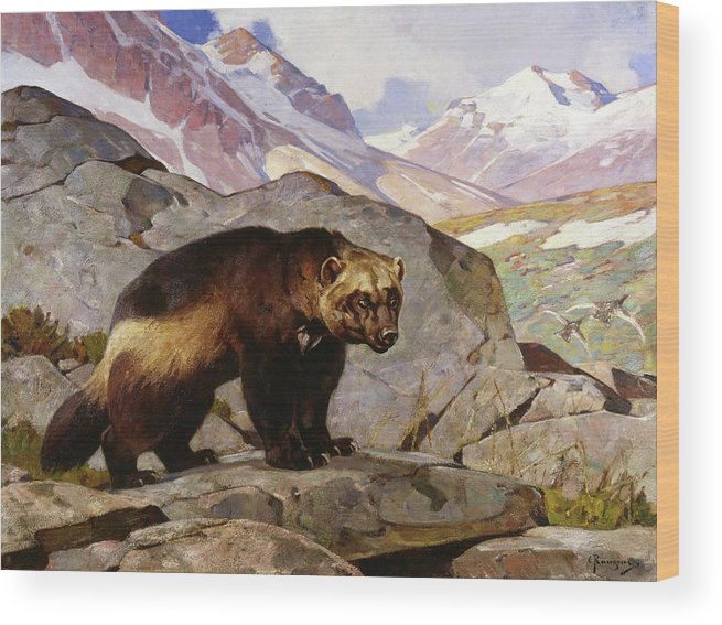 655x567 Wolverine In A Rocky Mountain Landscape, Alberta Wood Print By - Wolverine Animal Painting