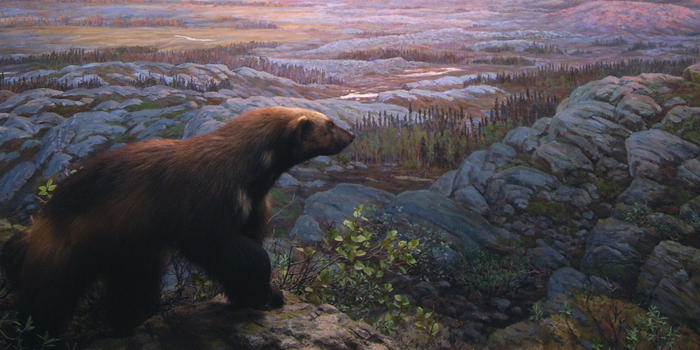 700x350 Bernard Family Hall Of North American Mammals - Wolverine Animal Painting