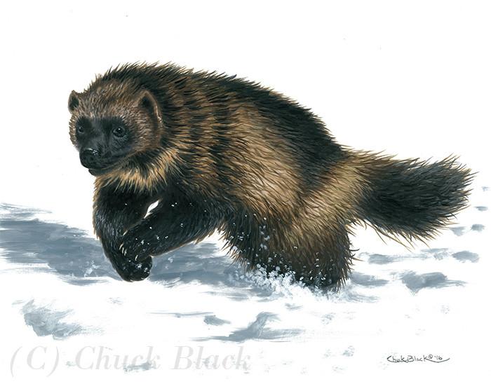 700x548 Wolverine Limited Edition Print - Wolverine Animal Painting