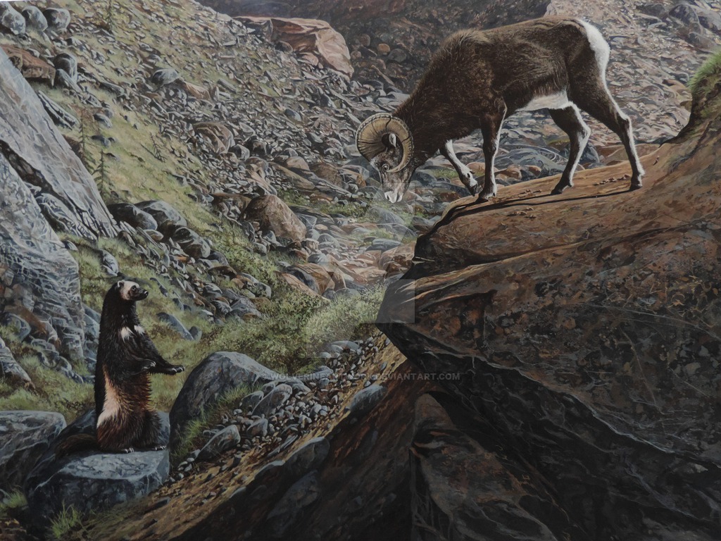 1024x768 Wolverine And Stone Sheep By - Wolverine Animal Painting